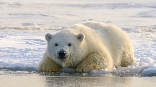 Novo estudo é primeiro a quantificar efeito de gases poluentes na mortalidade de ursos polares 