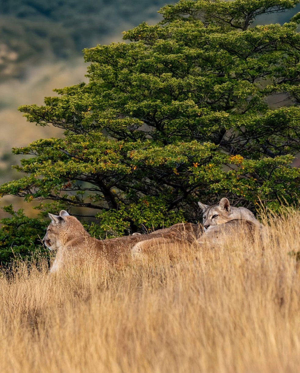 Conhecer a Patagônia — Foto: Hotel Las Torres