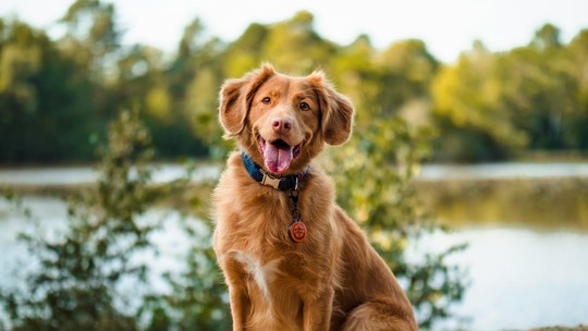 Alegria não é único motivo por que cães abanam o rabo; gesto pode ser sinal de alerta