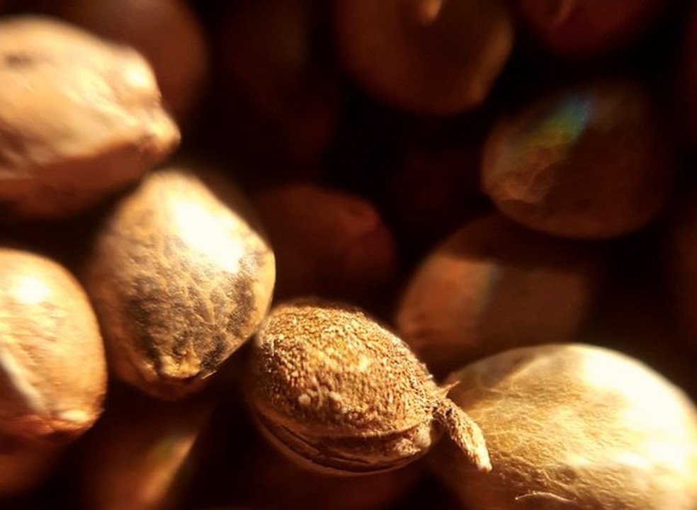 Sementes de cânhamo — Foto: blondinrikard / Creative Commons