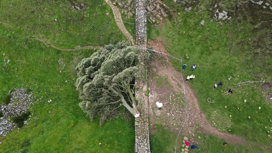 Jovem de 16 é preso após árvore de mais de 200 anos, que já foi cenário de Robin Hood, ser derrubada