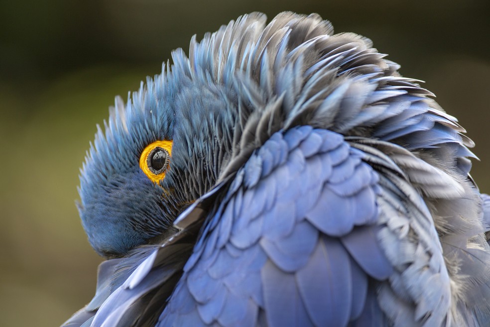 A arara-azul-de-lear consta no livro "Aves brasileiras extintas e ameaçadas", de 2022, organizado pelo ambientalista Rodrigo Agostinho — Foto: Getty Images