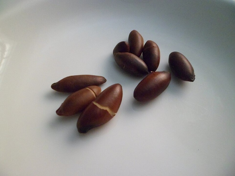 Castanha de Baru, originária do Cerrado brasileiro — Foto: WikiCommons