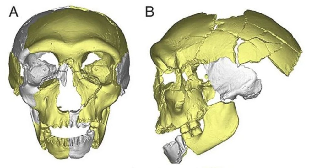 Esquema baseado em crânio encontrado em 2019 — Foto: Reprodução / Journal of Human Evolution