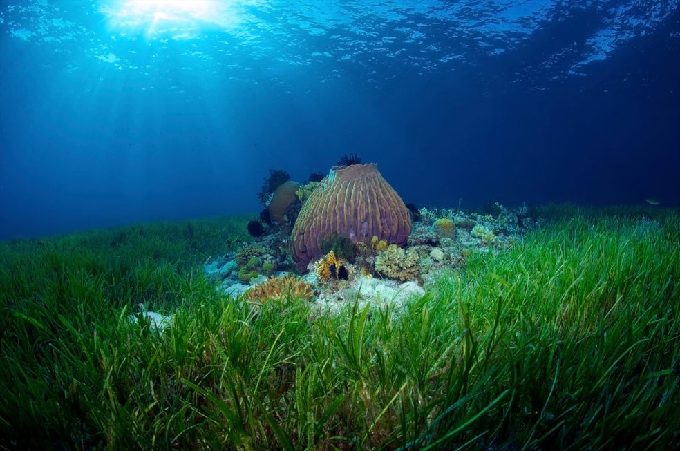 Prado marinho nas Filipinas: a planta é lar para espécies variadas — Foto: Getty Images