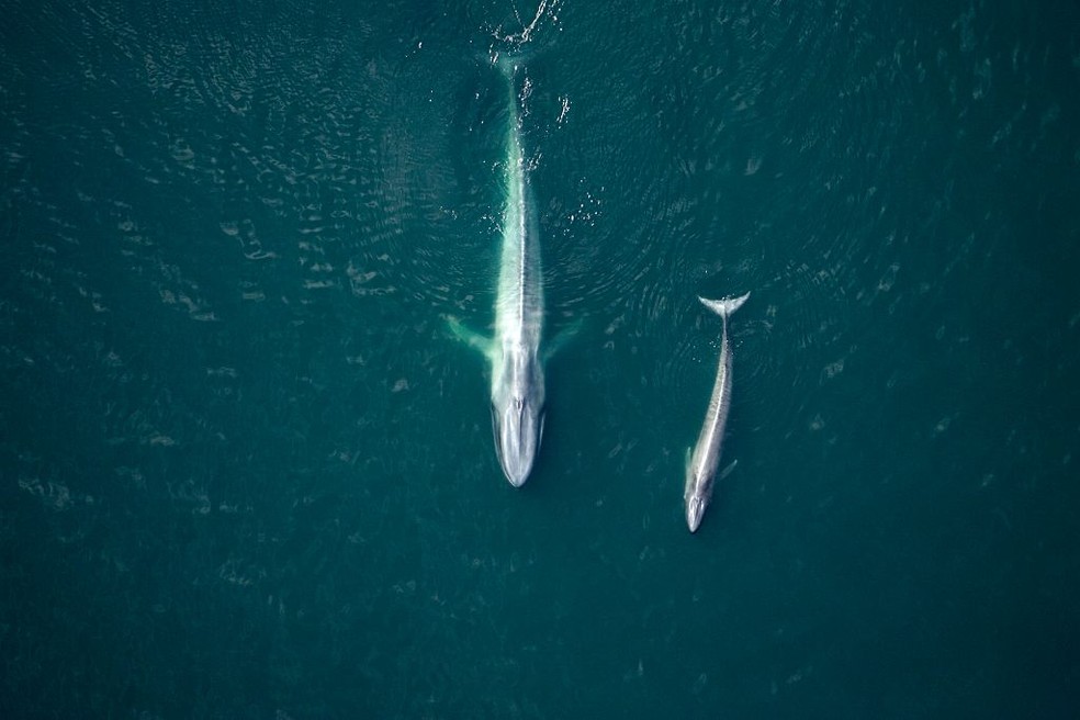 Baleias azuis avistadas no Golfo da Califórnia: animal faz parte de uma rede de sequestro do carbono — Foto: Getty Images